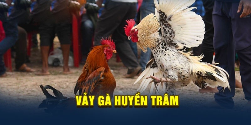 Những thông tin hữu ích về vảy Huyền Trâm tại BJ88